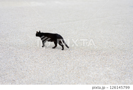黒い猫 126145799