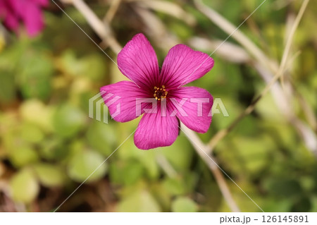 春の庭に咲くピンク色のイモカタバミの花 春の庭に咲くピンク色のイモカタバミの花 126145891