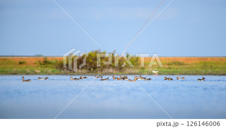 A large flock of Garganey ducks (Spatula querquedula) glides across the calm blue waters of Mannar, Sri Lanka. Migratory waterfowl are peacefully foraging and moving in unison 126146006