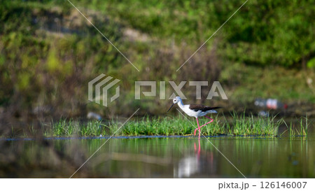 A lone black-winged stilt wades gracefully through the shallow waters of a marsh in Mannar, Sri Lanka. Long pink legs mirrored in the still surface below 126146007