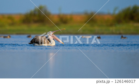 A spot-billed pelican with its beak wide open while floating on the calm waters of Mannar, Sri Lanka 126146017