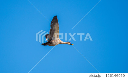 Indian spot-billed duck in flight against a clear blue sky, its wings spread wide. Taken in Mannar, Sri Lanka 126146060