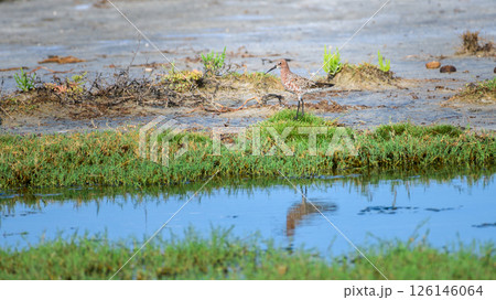 Curlew sandpiper (Calidris ferruginea), a wading bird, stands by a shallow pool in the wetlands of Mannar, Sri Lanka. Curlew sandpiper (Calidris ferruginea), a wading bird, stands by a shallow pool in the wetlands of Mannar, Sri Lanka. 126146064