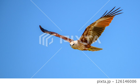 A Brahminy kite (haliastur indus) soars through the clear blue sky, its striking chestnut wings spread wide in graceful flight. Captured in Mannar, Sri Lanka A Brahminy kite (haliastur indus) soars through the clear blue sky, its striking chestnut wings spread wide in graceful flight. Captured in Mannar, Sri Lanka 126146086