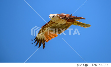 A Brahminy kite (haliastur indus) soars through the clear blue sky, its striking chestnut wings spread wide in graceful flight. Captured in Mannar, Sri Lanka A Brahminy kite (haliastur indus) soars through the clear blue sky, its striking chestnut wings spread wide in graceful flight. Captured in Mannar, Sri Lanka 126146087