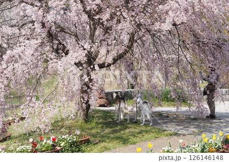 しだれさくらと犬の撮影 しだれさくらと犬の撮影 126146148