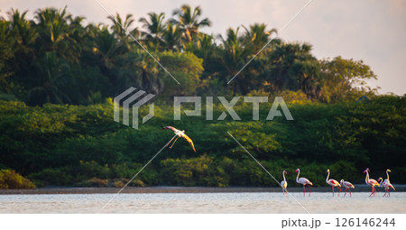 Pink flamingo joins the flock which wades gracefully in shallow waters during sunrise at Mannar, Sri Lanka, against a backdrop of lush greenery, low angle shot. 126146244