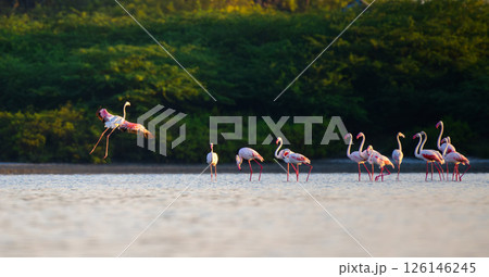 A group of greater flamingos (Phoenicopterus roseus) wades in shallow water. One bird dramatically takes flight in the warm light at Mannar, Sri Lanka A group of greater flamingos (Phoenicopterus roseus) wades in shallow water. One bird dramatically takes flight in the warm light at Mannar, Sri Lanka 126146245
