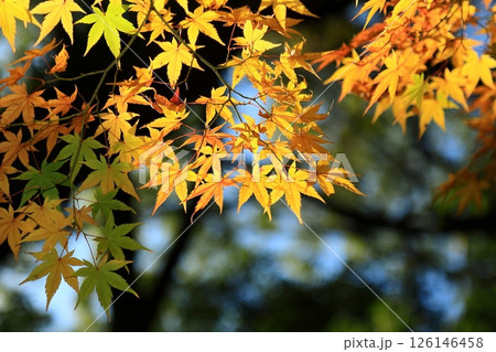 紅葉したモミジ 紅葉したモミジ 126146458