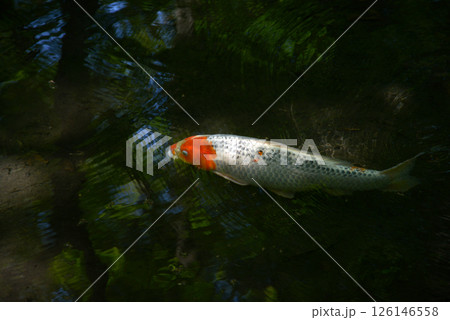 下鴨神社　瀬見の小川の錦鯉　京都市左京区 126146558