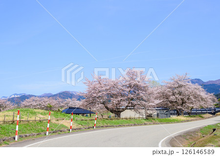 桜咲く後三年の役古戦場 秋田県横手市 桜咲く後三年の役古戦場 秋田県横手市 126146589