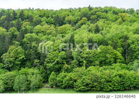 南富良野の新緑の森 126146640