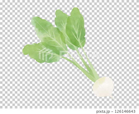 水彩風のかぶのイラスト 126146643