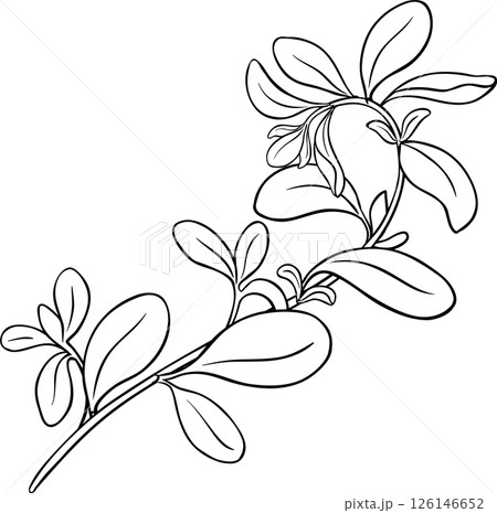Marjoram Branch with Leaves Outline Illustration. Organic natural nutritional healthy food ingredient, vegetarian diet product.  126146652