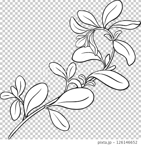 Marjoram Branch with Leaves Outline Illustration. Organic natural nutritional healthy food ingredient, vegetarian diet product.  126146652