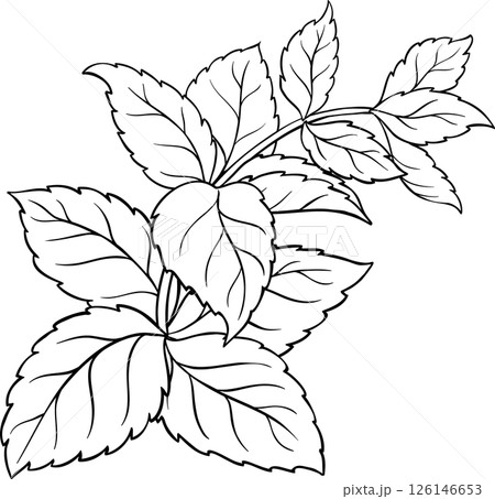 Melissa Branch with Leaves Outline Illustration. 126146653