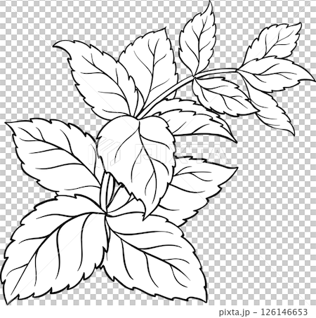 Melissa Branch with Leaves Outline Illustration. 126146653