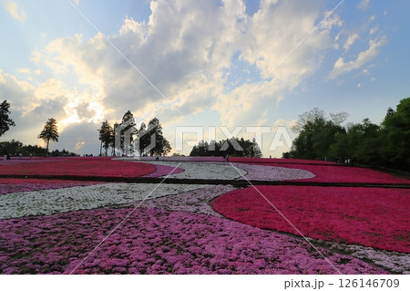 丘一杯に咲いた芝桜　羊山公園の満開の芝桜 126146709