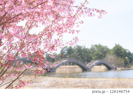 桜咲く春　後三年の役古戦場　太鼓橋　秋田県横手市 126146754