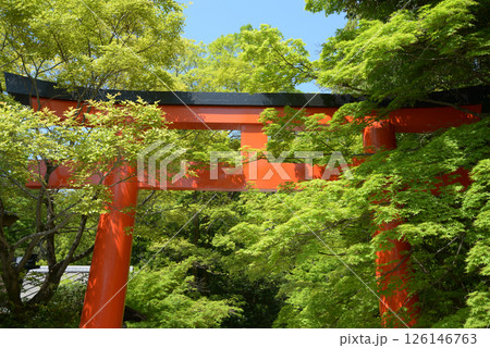 下鴨神社 新緑の西鳥居 京都市左京区 下鴨神社 新緑の西鳥居 京都市左京区 126146763
