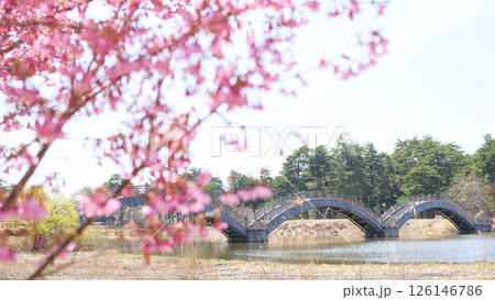桜咲く春　後三年の役古戦場　太鼓橋　秋田県横手市 126146786