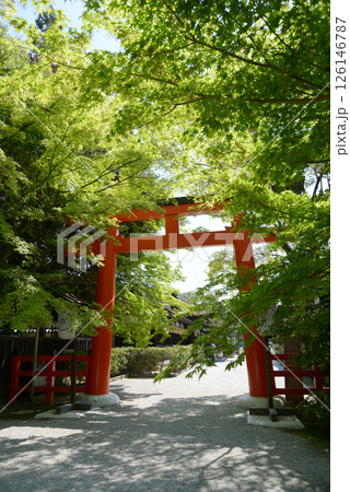 下鴨神社 新緑の西鳥居 京都市左京区 下鴨神社 新緑の西鳥居 京都市左京区 126146787