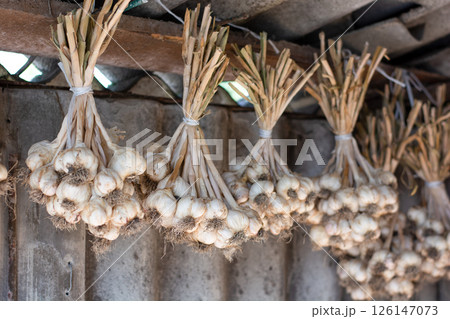 Garlic tied in bunches weighs under barn roof 126147073
