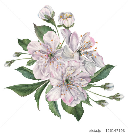 White cherry flowers, green leaves and buds. Hand drawn watercolor illustration of blooming tree part on isolated background. Botanical drawing for tableware, packaging of goods, cosmetic, card. 126147198