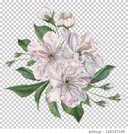 White cherry flowers, green leaves and buds. Hand drawn watercolor illustration of blooming tree part on isolated background. Botanical drawing for tableware, packaging of goods, cosmetic, card. 126147198
