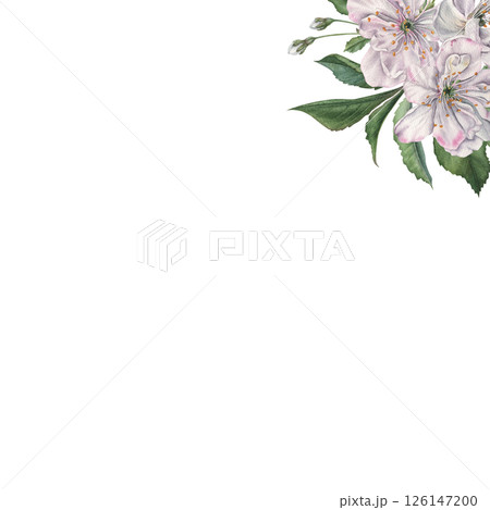 Square frame with blooming cherry flowers in the corner with space for text. Hand drawn watercolor illustration on isolated background. Banner for wedding invitations or other special occasions. Square frame with blooming cherry flowers in the corner with space for text. Hand drawn watercolor illustration on isolated background. Banner for wedding invitations or other special occasions. 126147200