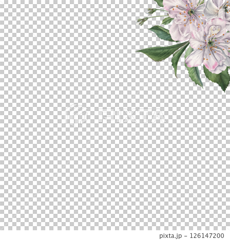 Square frame with blooming cherry flowers in the corner with space for text. Hand drawn watercolor illustration on isolated background. Banner for wedding invitations or other special occasions. Square frame with blooming cherry flowers in the corner with space for text. Hand drawn watercolor illustration on isolated background. Banner for wedding invitations or other special occasions. 126147200