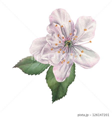 White cherry flower with green leaves. Hand drawn watercolor illustration of the blooming flower on an isolated background. Botanical drawing for tableware, product packaging, cosmetics or cards. 126147201