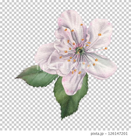 White cherry flower with green leaves. Hand drawn watercolor illustration of the blooming flower on an isolated background. Botanical drawing for tableware, product packaging, cosmetics or cards. 126147201