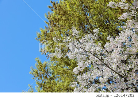 東京都市風景　中目黒公園の桜 126147202