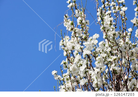 東京都市風景　中目黒公園　ハナモモ 126147203