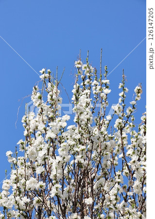 東京都市風景 中目黒公園 ハナモモ 東京都市風景 中目黒公園 ハナモモ 126147205