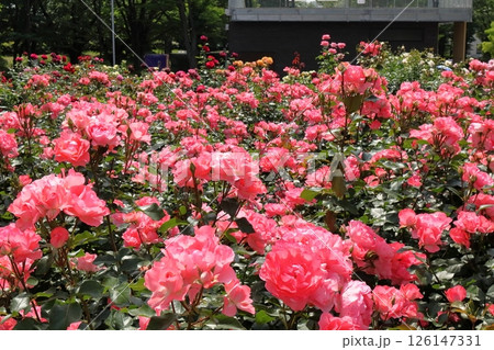 日本　埼玉のバラ 126147331