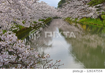 弘前公園 日本一の桜 弘前公園 日本一の桜 126147554