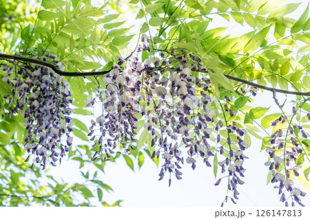 藤の花 藤の花 126147813