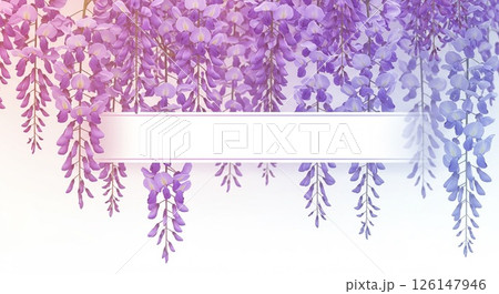 藤の花が華やかに垂れ下がる様子と優しい紫色のグラデーション 126147946