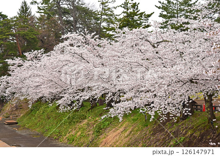 弘前公園 日本一の桜 弘前公園 日本一の桜 126147971