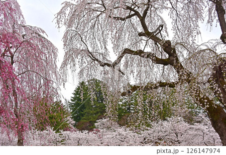弘前公園　日本一の桜 126147974