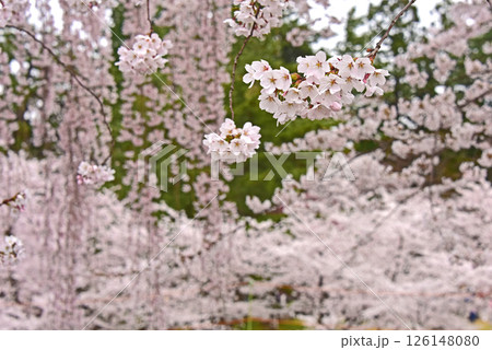 弘前公園 日本一の桜 弘前公園 日本一の桜 126148080