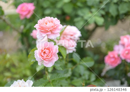 ピンクのバラ バラの花 花 初夏 夏 素材 126148346