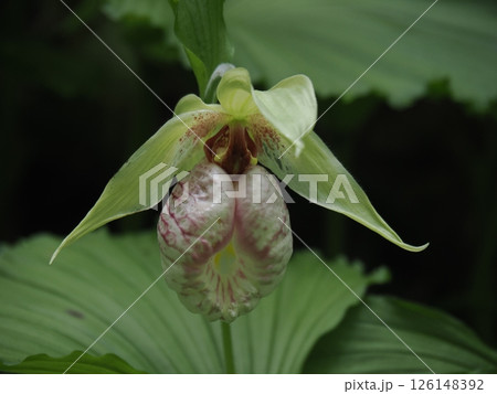 クマガイソウ開花 126148392