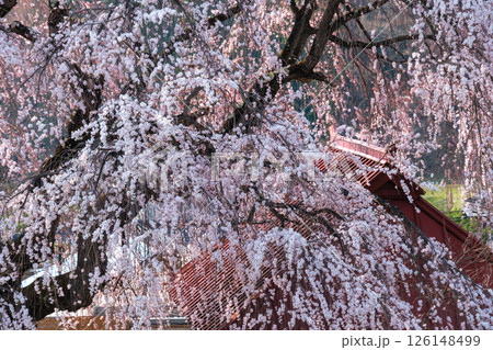 木漏れ日の枝垂れ桜 木漏れ日の枝垂れ桜 126148499