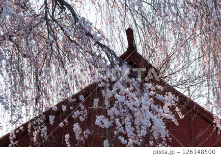 夕日の枝垂れ桜 126148500