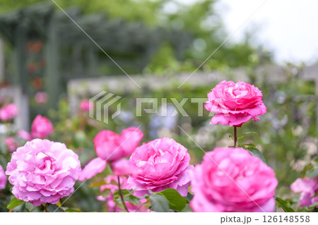 ピンクのバラ バラの花 花 初夏 夏 素材 126148558