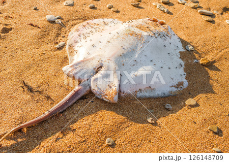 dead sea stingray with flies on sandy beach 126148709