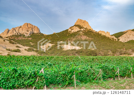 vineyards with green leaves on background of pointed mountains vineyards with green leaves on background of pointed mountains 126148711